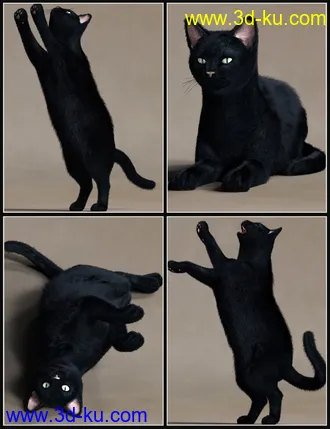 3D打印模型House Cattitude I的图片