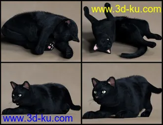 3D打印模型House Cattitude I的图片