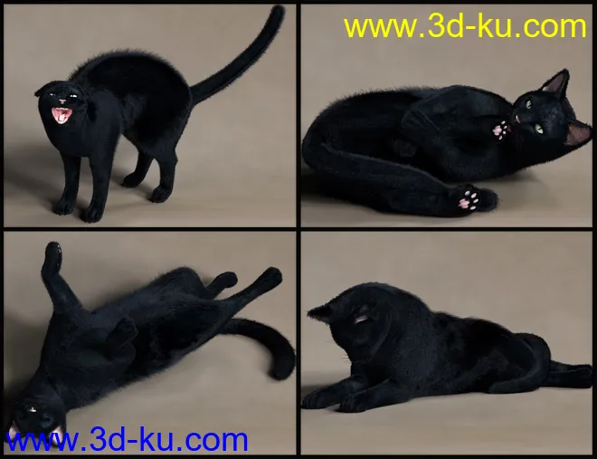 House Cattitude I模型的图片5