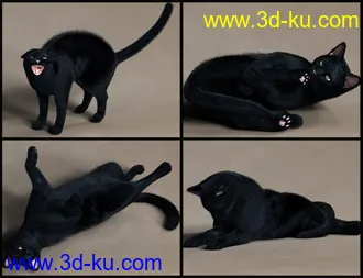 3D打印模型House Cattitude I的图片