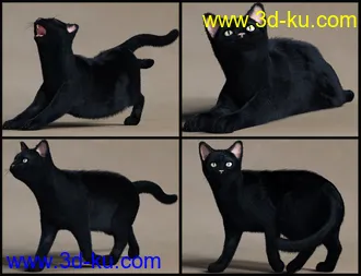 3D打印模型House Cattitude I的图片