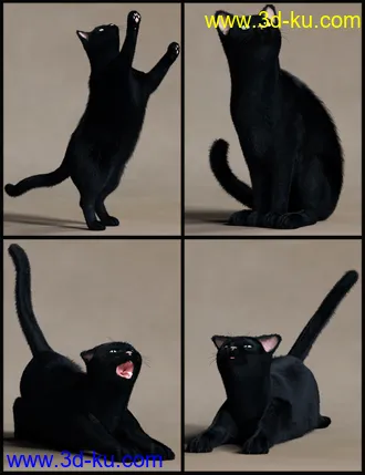 3D打印模型House Cattitude II的图片