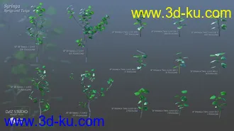 3D打印模型Lilac Chill Out的图片