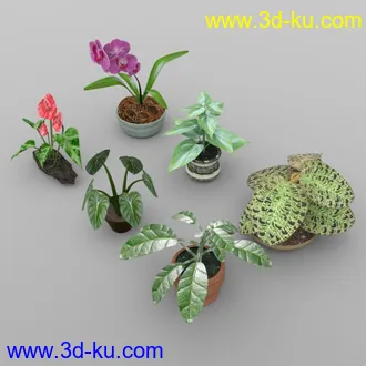 3D打印模型Plants Set 1 for DAZ Studio的图片