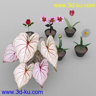 3D打印模型Plants Set 2 for DAZ Studio的图片