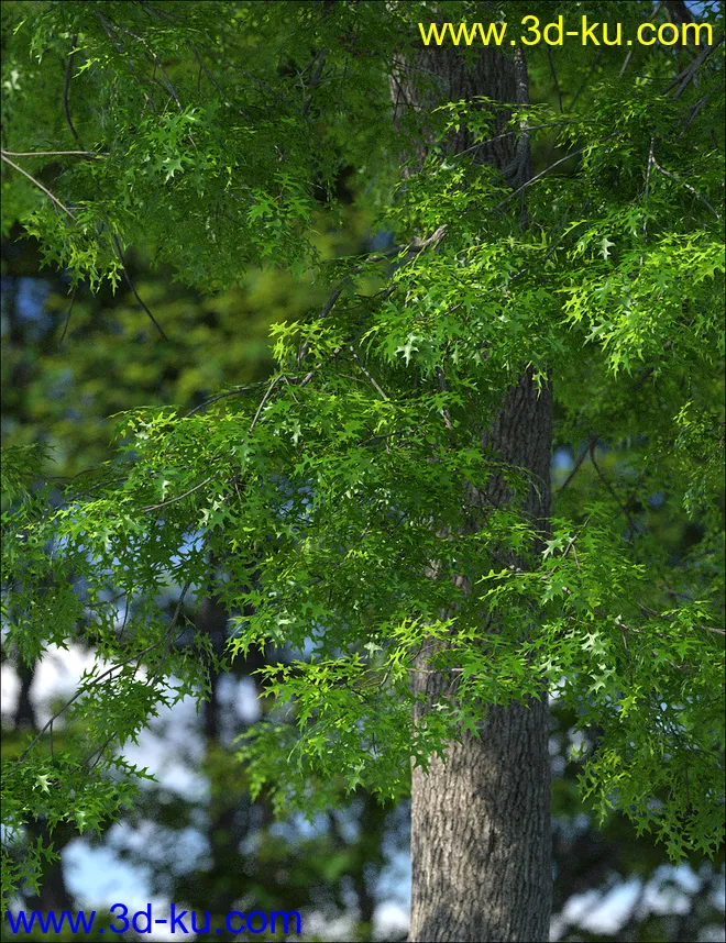 UltraTrees - Arboretum Volume 1模型的图片6