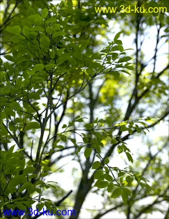 3D打印模型UltraTrees - Realistic Tree System的图片