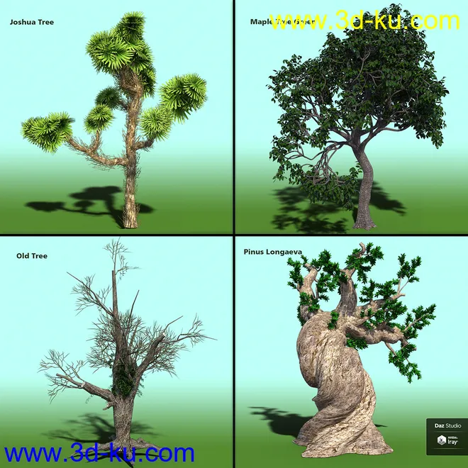 Variety of Tree Species for Iray模型的图片5