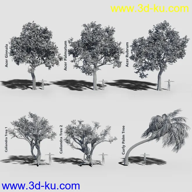 Variety of Tree Species for Iray模型的图片7