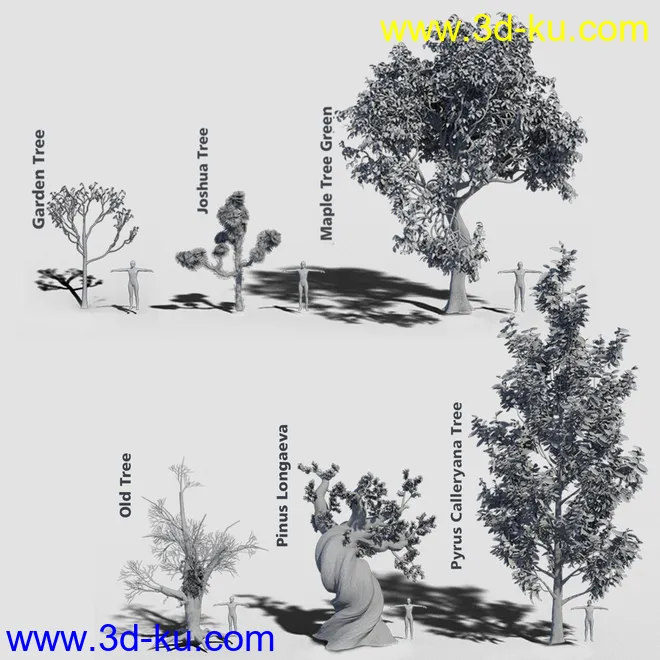 Variety of Tree Species for Iray模型的图片8