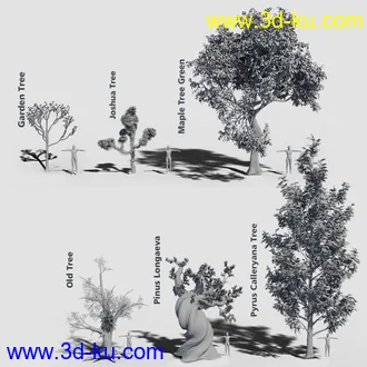 3D打印模型Variety of Tree Species for Iray的图片