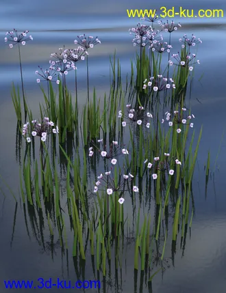 3D打印模型Wild Flowers - Water Plants vol 1的图片