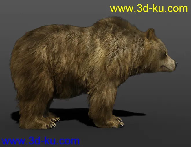 dForce Hair for Brown Bear by AM模型的图片2