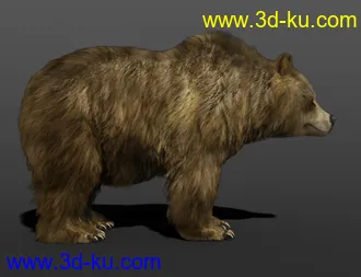 3D打印模型dForce Hair for Brown Bear by AM的图片