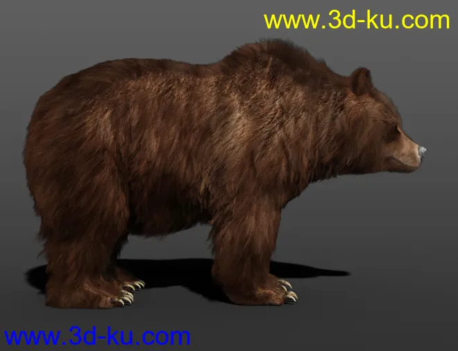 dForce Hair for Brown Bear by AM模型的图片3