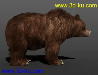 3D打印模型dForce Hair for Brown Bear by AM的图片