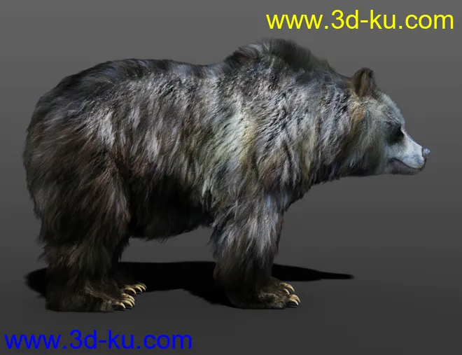 dForce Hair for Brown Bear by AM模型的图片4