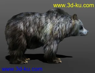 3D打印模型dForce Hair for Brown Bear by AM的图片