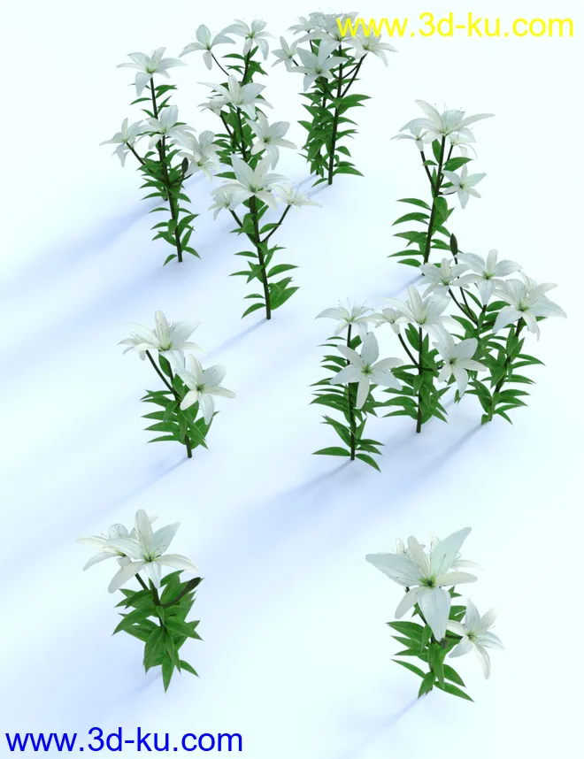 Garden Flowers - Asiatic Lilies模型的图片4