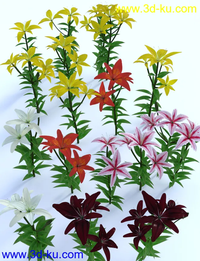 Garden Flowers - Asiatic Lilies模型的图片6