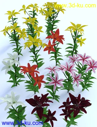 3D打印模型Garden Flowers - Asiatic Lilies的图片