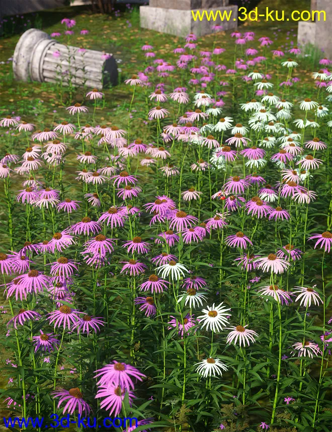Garden Flowers - Cone Flowers模型的图片1