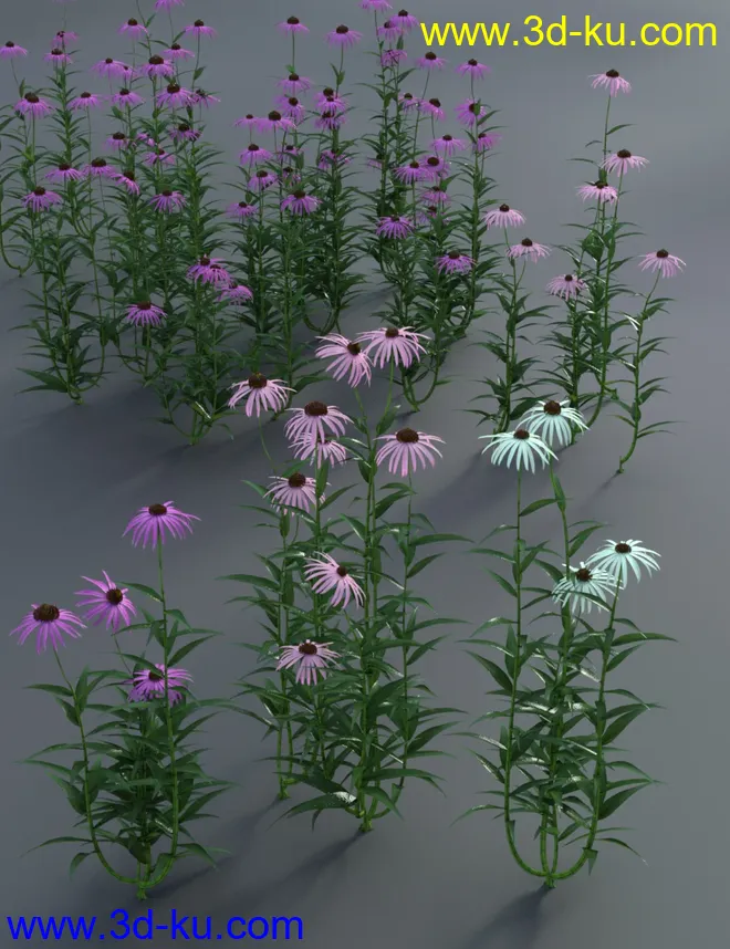 Garden Flowers - Cone Flowers模型的图片4