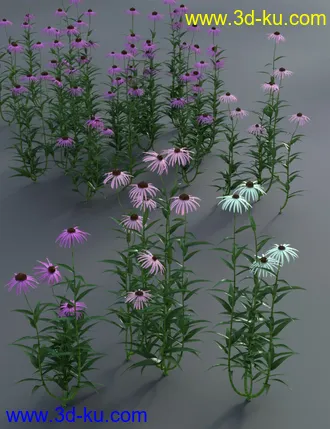 3D打印模型Garden Flowers - Cone Flowers的图片