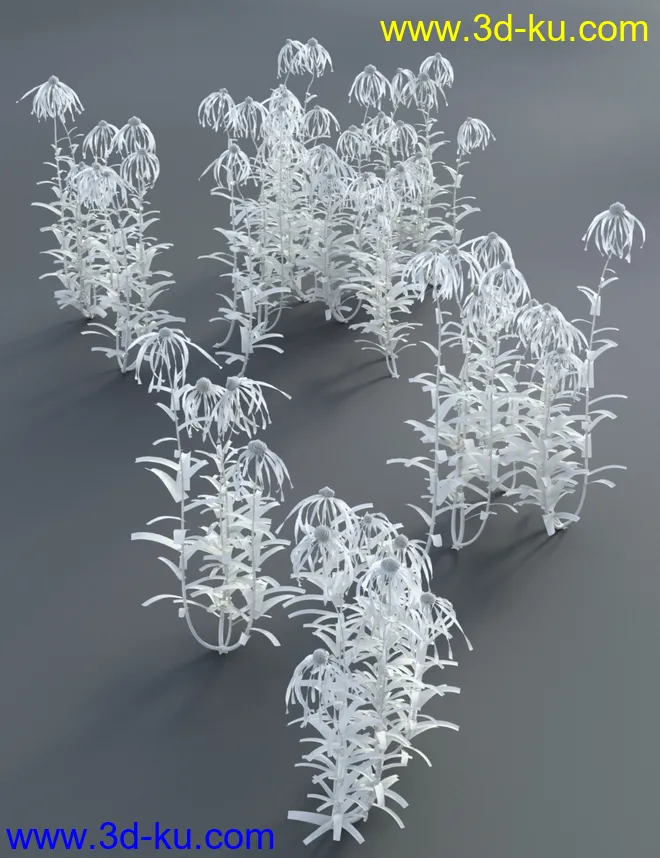 Garden Flowers - Cone Flowers模型的图片7