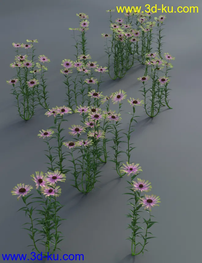 Garden Flowers - Cone Flowers模型的图片8