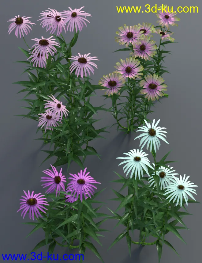 Garden Flowers - Cone Flowers模型的图片10