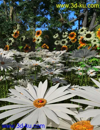 3D打印模型Garden Flowers - Garden Daisies的图片