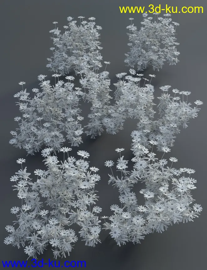 Garden Flowers - Garden Daisies模型的图片6