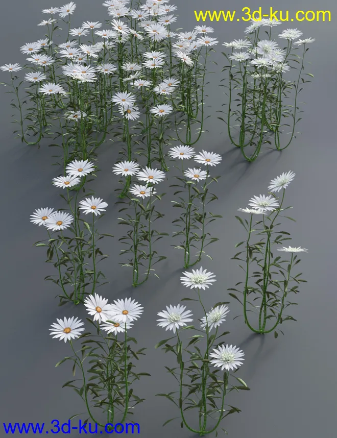 Garden Flowers - Garden Daisies模型的图片7