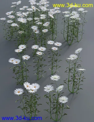 3D打印模型Garden Flowers - Garden Daisies的图片