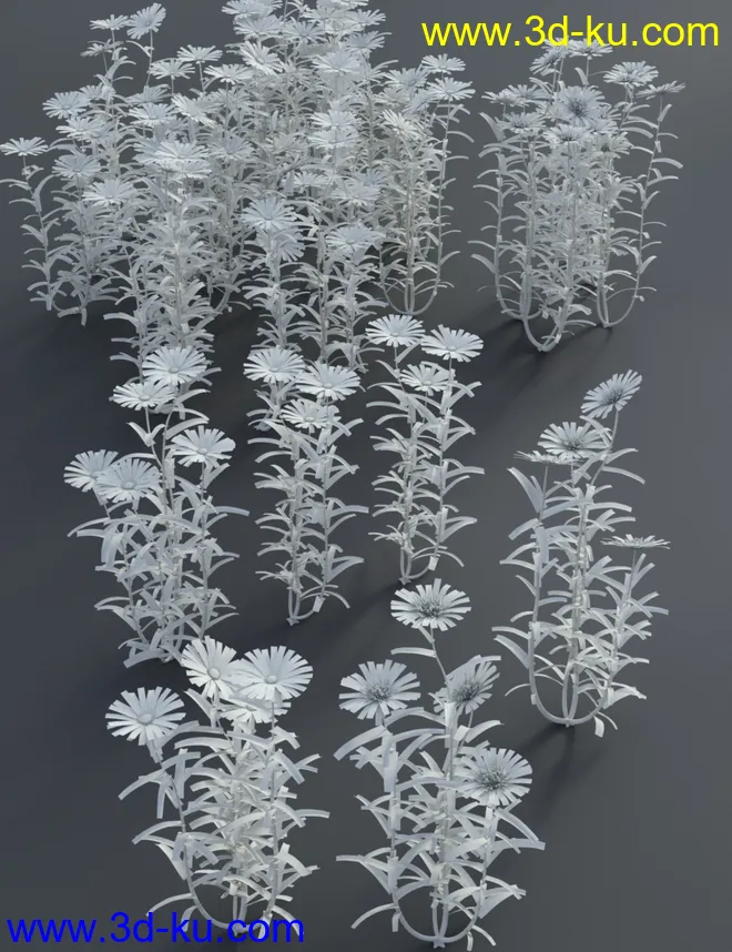 Garden Flowers - Garden Daisies模型的图片8