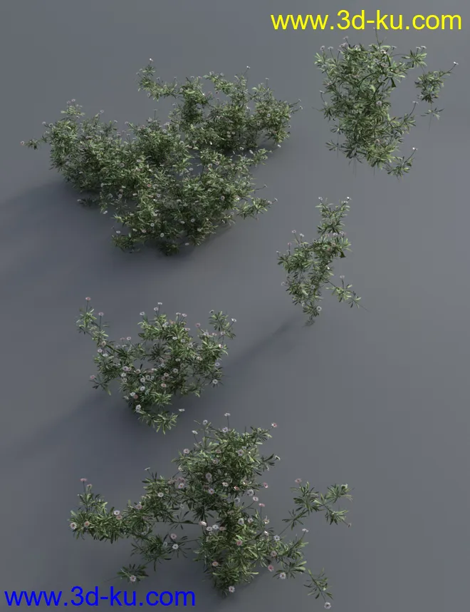 Garden Flowers - Garden Daisies模型的图片9