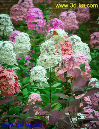3D打印模型Garden Plants - Summer Border Collection的图片