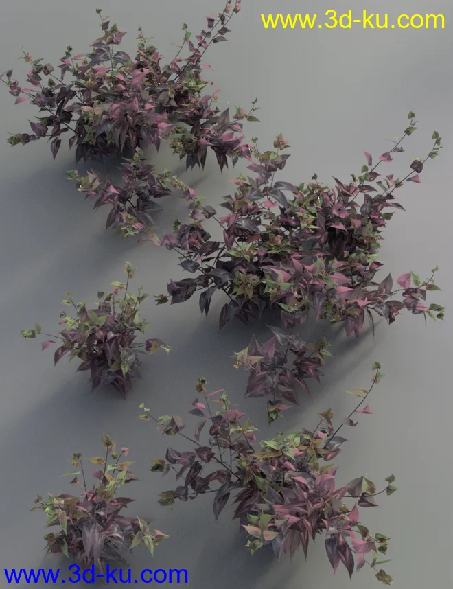 Garden Plants - Summer Border Collection模型的图片4