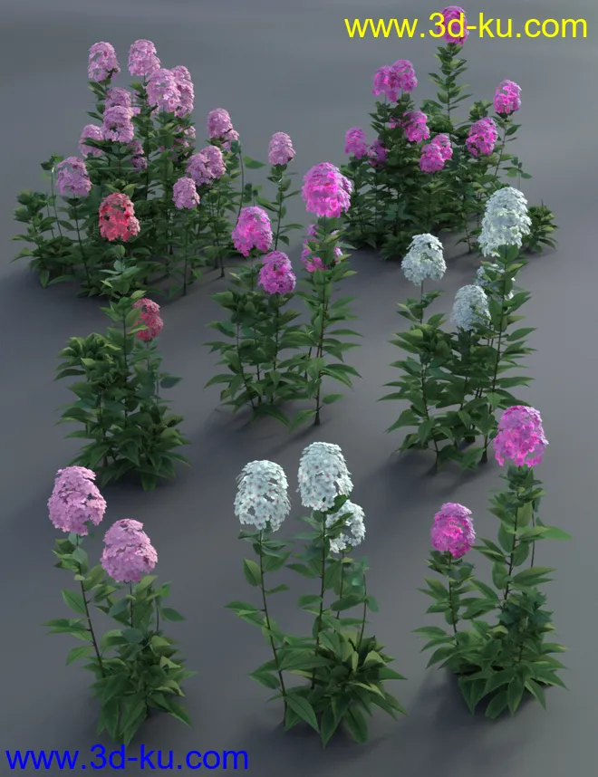 Garden Plants - Summer Border Collection模型的图片6