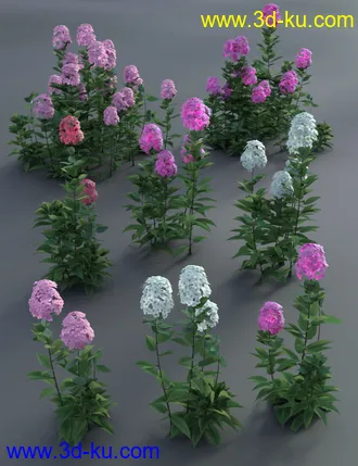 3D打印模型Garden Plants - Summer Border Collection的图片