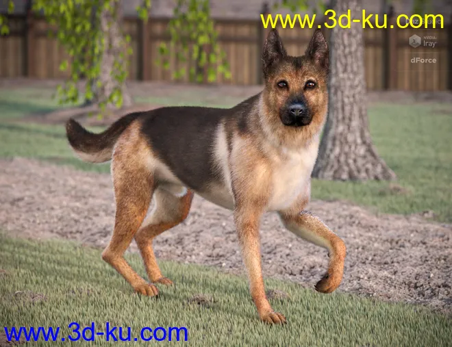 German Shepherd for Daz Dog 8模型的图片2
