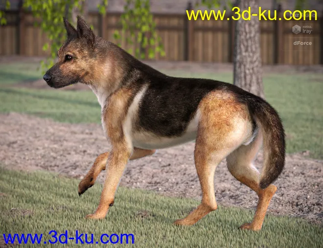 German Shepherd for Daz Dog 8模型的图片3