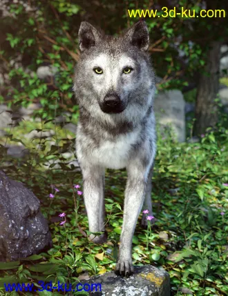 3D打印模型Grey Wolf for Daz Dog 8的图片