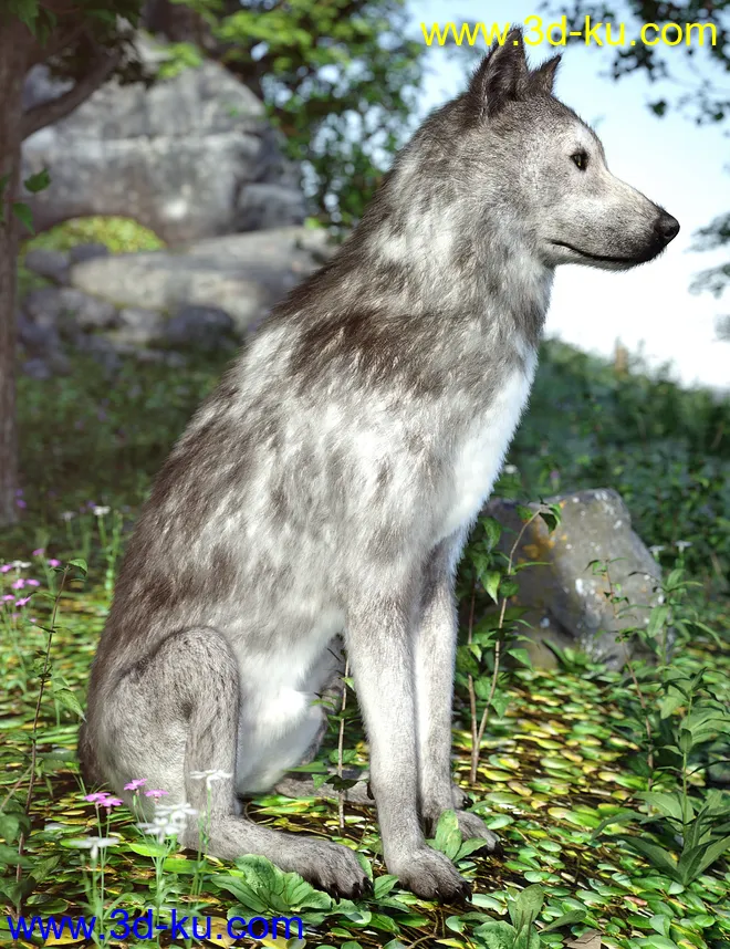 Grey Wolf for Daz Dog 8模型的图片3