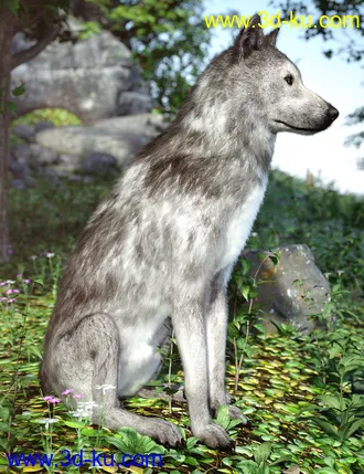 3D打印模型Grey Wolf for Daz Dog 8的图片