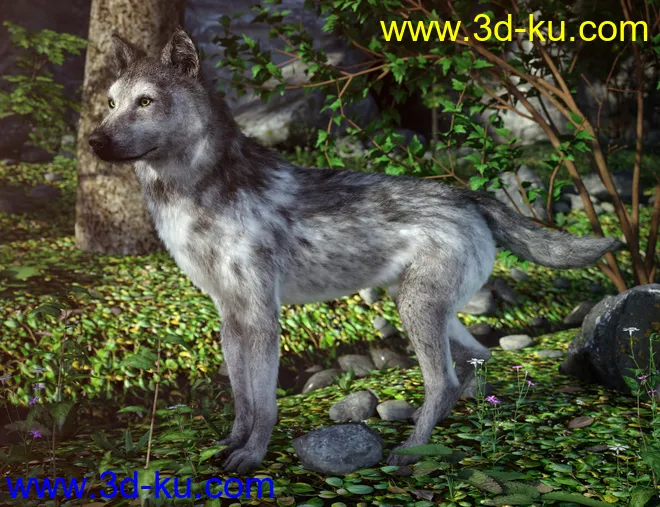 Grey Wolf for Daz Dog 8模型的图片4