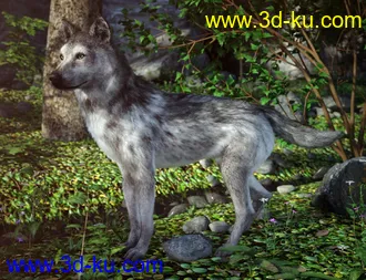 3D打印模型Grey Wolf for Daz Dog 8的图片