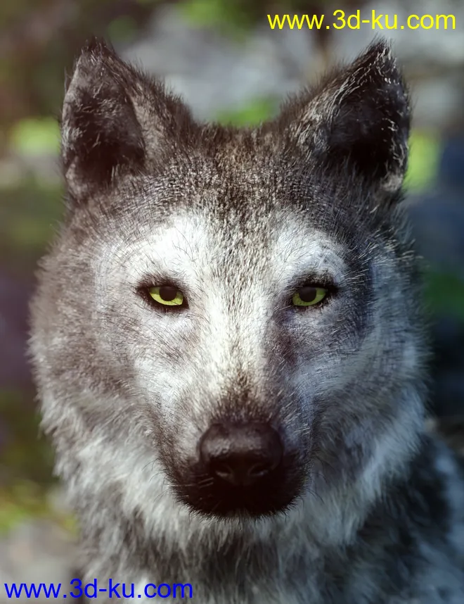 Grey Wolf for Daz Dog 8模型的图片5