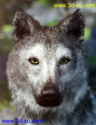 3D打印模型Grey Wolf for Daz Dog 8的图片